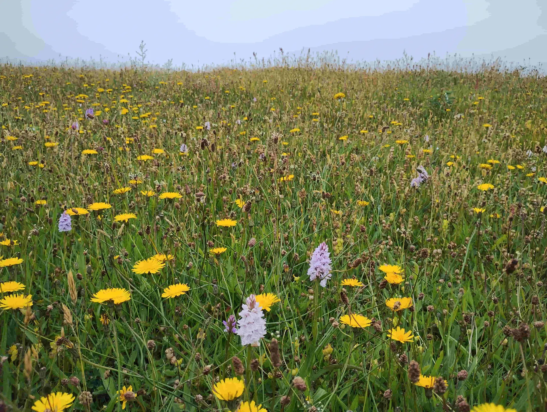 Flowers growing on coastal grassland
